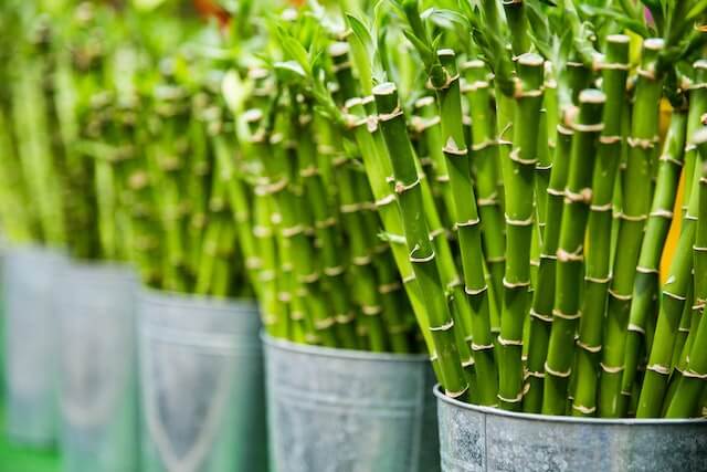 Bamboo Plants FAQ: Expert Tips and Tricks