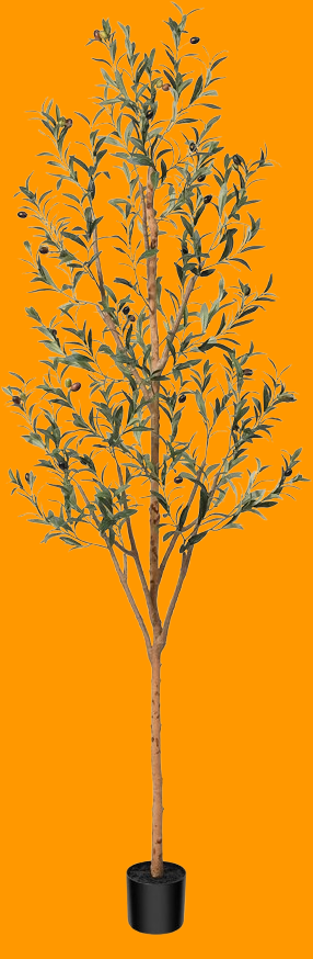 Best Tall Olive Tree